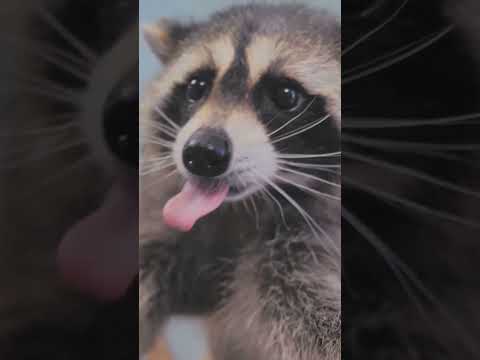 Raccoons: The Adorable Trash Bandits#Wildlife #UrbanWildlife #AnimalFacts #NatureLovers