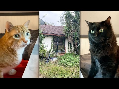 We’re Home Owners = New Kitty TV channels!