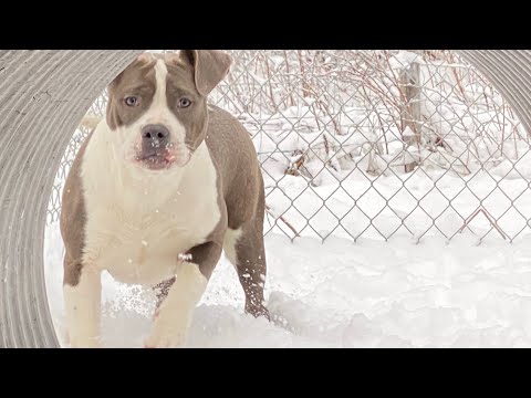 Gorgeous King Kong daughter playing in the snow