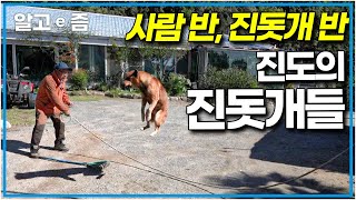 1년에 3천 마리 이상의 진돗개가 태어난다는 진도 │빅데이│알고e즘