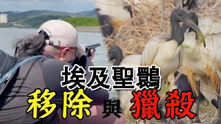 直擊！獵捕身價最高入侵種　「死神鐮刀」埃及聖䴉1隻2000元