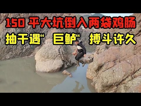 【阿向趕海】巨石圍住的150平大坑倒入兩袋雞腸 第2天抽乾遇「巨鱸「 搏鬥許久