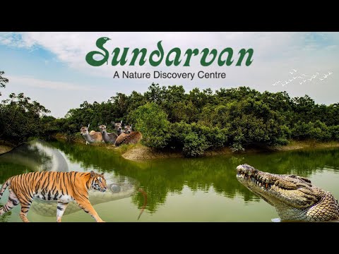 Sundarbans National Park | undarban Tour Hindi | Sundarban Delta #sundarban