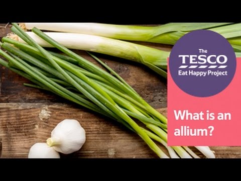 What is an allium?