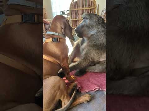 A Baboon that is happy to see her Puppy friend!🥰 #monkey #puppy #cuteanimals #farmlife #animallover