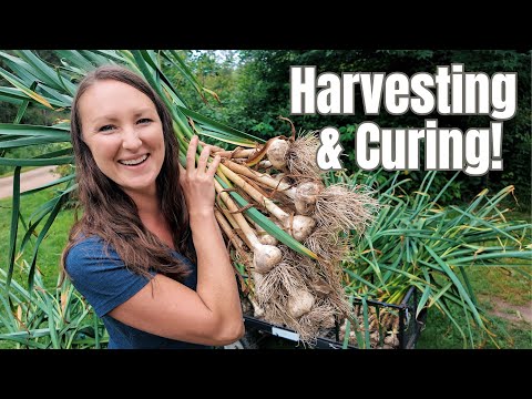 HUGE Garlic Harvest & How to Cure for LONG-TERM Storage