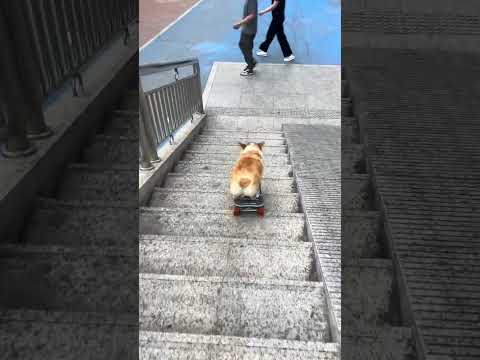 #corgi jostling in the crowd #skateboardingdog