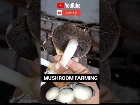 Mushroom farming business in India  Yeh Mushroom dekho kaisi hai #shorts