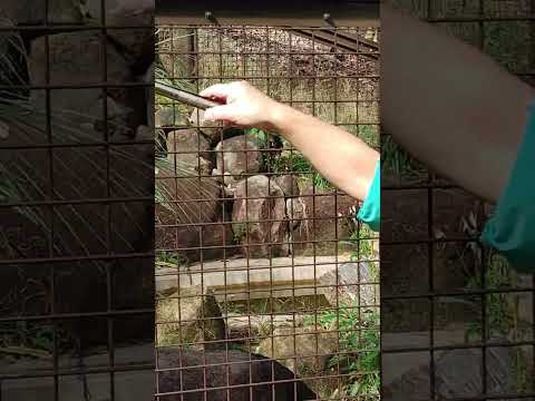 美ジャガー「マヤ」おやつもらいました。模様がきれい #王子動物園 #東山動植物園