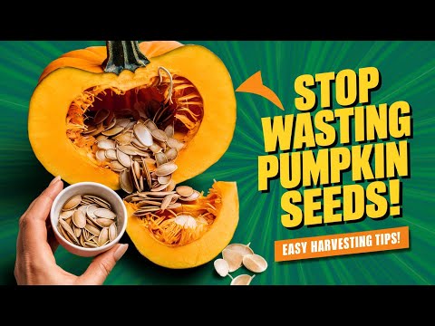 Stop Wasting Pumpkin Seeds! Learn the Easiest Way to Harvest Them Like a Pro