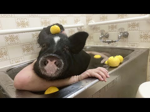 Micro pig stop moving for their first yuzu bath