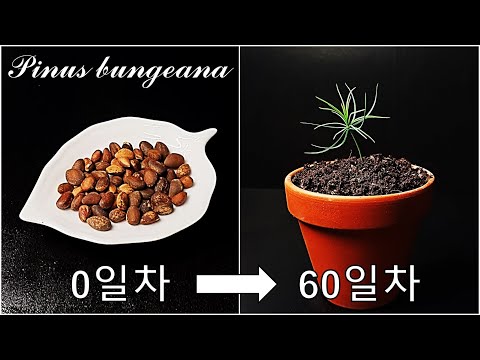 백송을 키우는 간단한 방법｜관상용 소나무 싹틔우기｜중국 유래 관상용 소나무 백송｜레이스바크 소나무 씨앗 발아｜How to grow #81 Lacebark pine