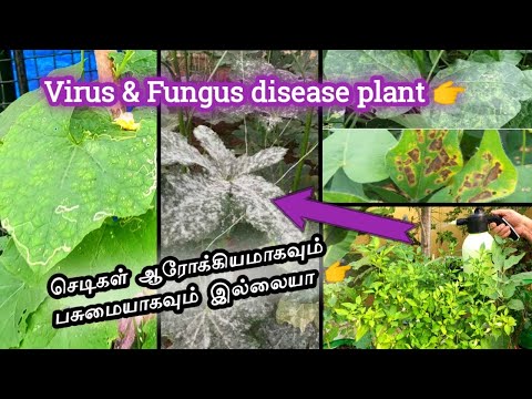 Maadi thottam🏡how to cure disease plant🌱செடிகள் ஆரோக்கியமாகவும் பசுமையாகவும் வளர சூப்பர் டிப்ஸ்