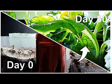 Vegetables growing time lapse in plastic bags｜비닐봉지 속 채소 성장 타임랩스｜Vegetables growing｜채소 재배 영상｜Day 0-30