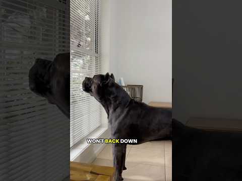 No backing down….   #youtubeshorts #dog #mastiff #fyp #guarddog #biggboss