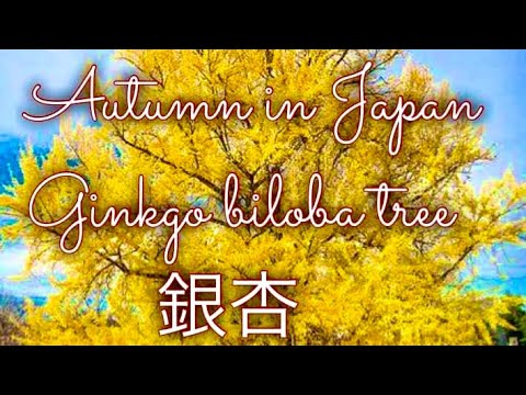 Japanese ginkyo biloba tree ,autumn tree ,beautiful ginkyo tree, gold ginkyo tree