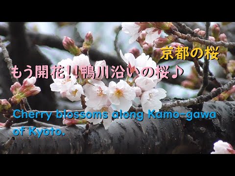 【京都の桜2020】 もう開花、鴨川沿いの桜並木【Cherry blossoms along Kamo-gawa of Kyoto.】