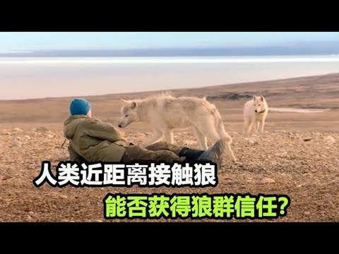 人类主动靠近狼群，想要获得狼群的信任，能否成功呢？【张叫兽说兽】