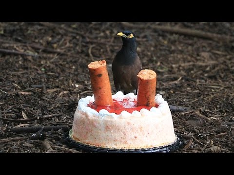 Feeding Junk to the Wild Jungle Chickens