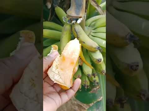 #shorts  #miniature  #tinyfood  #minifoods,  banana farm work # mini Tiny Foods  fruit shorts #kela