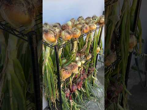 Onion harvest #backyardvegetablegarden #onions #vegetablegardening #backyardharvest