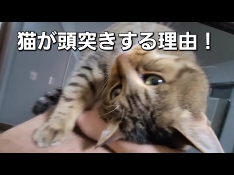 【猫の行動】顔をくっつける理由に隠された深い意味とは？！