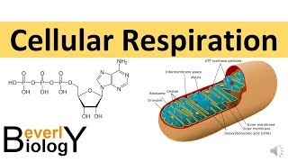 Cellular Respiration (in detail)