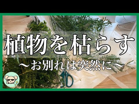 【悲しいお知らせ】エバーフレッシュが枯れました【観葉植物】