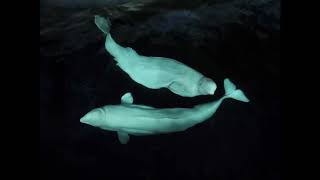 A vision for whales and dolphins in tourism | Whale and Dolphin Conservation