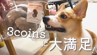 【知育玩具】3coinsの犬用おもちゃで遊んでみました⚾︎