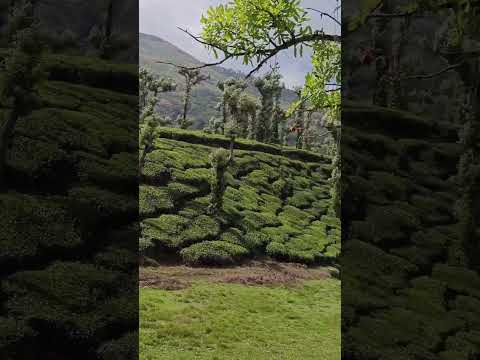 beautiful views from Nelliyampathy