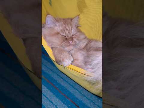 Kitten trying to sleep