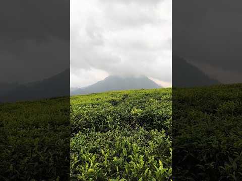 Munnar hill top