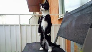 Tuxedo cat behavior! 😹 Funny cat videos