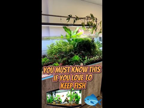 Aquarium setup and maintenance - you must know this if you love to keep fish 🐙 🐟🐠🐠 🐟