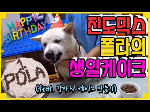 진돗개 폴라의 첫번째 생일파티!