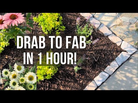 Drab to fab: Flower bed Transformation in 1 hour! Cat’s Meow Catmint | Sunseeker echinacea