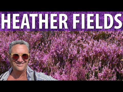 Purple Heather Fields of Amsterdam