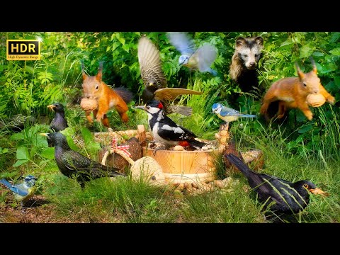 10 HOURS of Squirrels vs Birds in EPIC Hide 'N' Seek Battles!