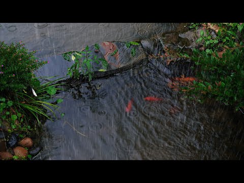 🔴The sound of rain on a beautiful pond, BGM for relaxing sleep