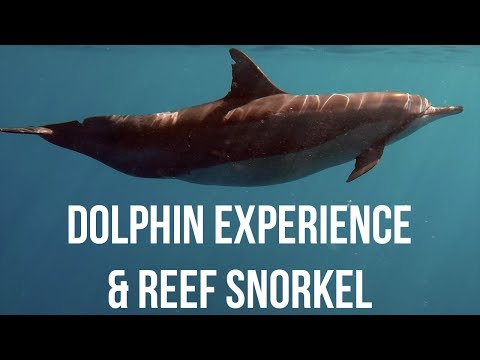 Dolphin Experience & Reef Snorkel with Alii Ocean Tours