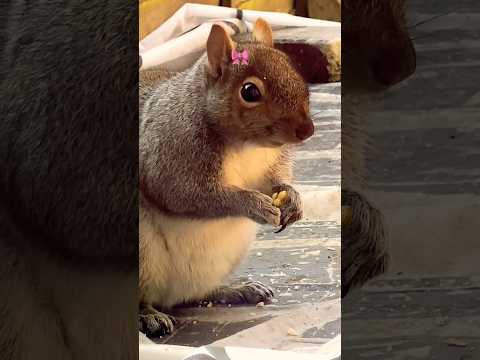 Cute chubby squirrel 🐿️🥰 #shortsvideo #squirrel #squishy #squirreladventures