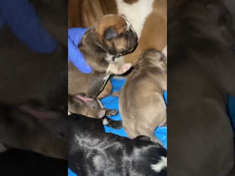 Newborn pups #cuteanimal #puppy #dog-joy #newbornpets