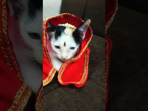 My cute cat  #shorts #gulabisadi #viralsong #cat #trending