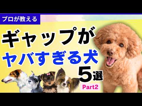 【落差】見た目と中身が違いすぎる犬５選、パート２