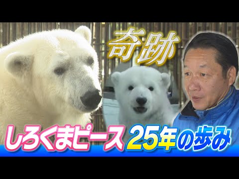 【奇跡】とべ動物園のしろくま「ピース」25年の歩み