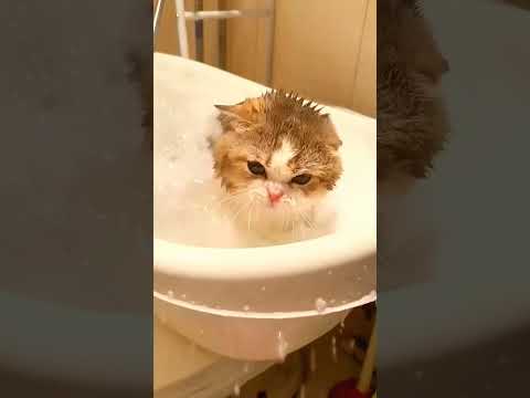 Cats’ reaction to bathing, why cats hate bathing？#cat #pet #funnypets#funnycats #catbathing #shorts