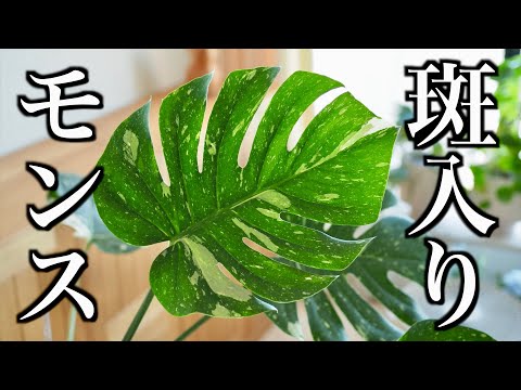 【斑入りモンステラ】植え替え＆成長報告【タイコンステレーション】