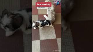 Cute #cutebaby #baby #animals #doglover #puppy #shorts #viralshorts#dogviral video #shitzudog #Surya