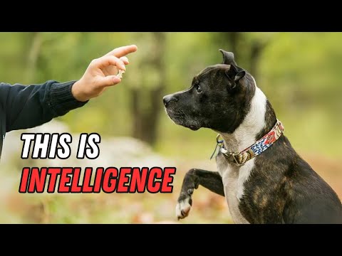 How To Tell If Your Dog Is A Genius